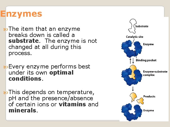 Enzymes The item that an enzyme breaks down is called a substrate. The enzyme