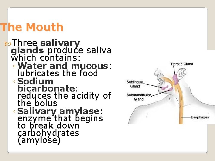 The Mouth Three salivary glands produce saliva which contains: ◦ Water and mucous: lubricates