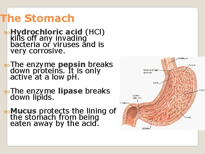 The Stomach Hydrochloric acid (HCl) kills off any invading bacteria or viruses and is