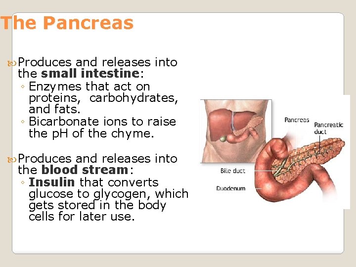 The Pancreas Produces and releases into the small intestine: ◦ Enzymes that act on