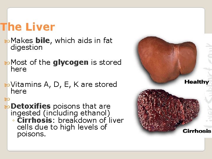 The Liver Makes bile, which aids in fat digestion Most here of the glycogen