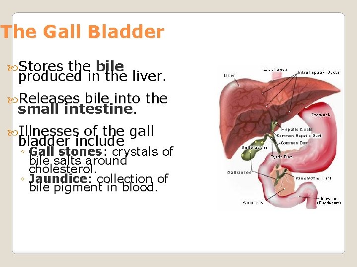 The Gall Bladder Stores the bile produced in the liver. Releases bile into the