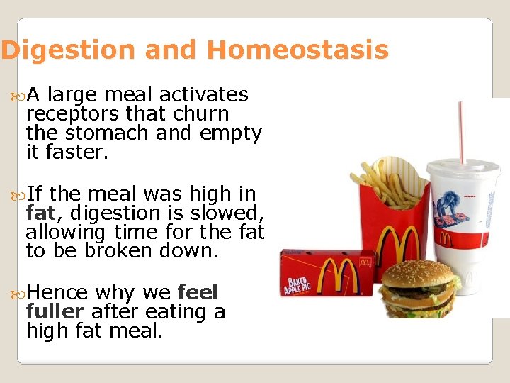Digestion and Homeostasis A large meal activates receptors that churn the stomach and empty