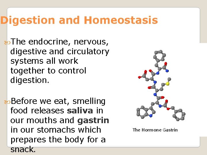 Digestion and Homeostasis The endocrine, nervous, digestive and circulatory systems all work together to