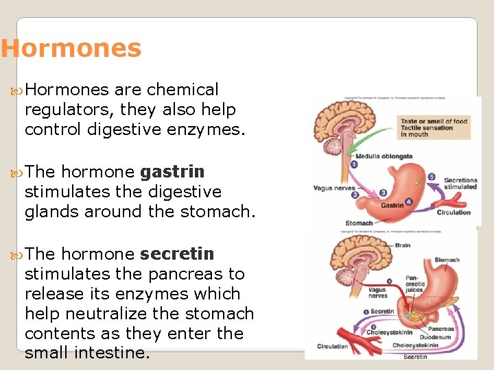 Hormones are chemical regulators, they also help control digestive enzymes. The hormone gastrin stimulates
