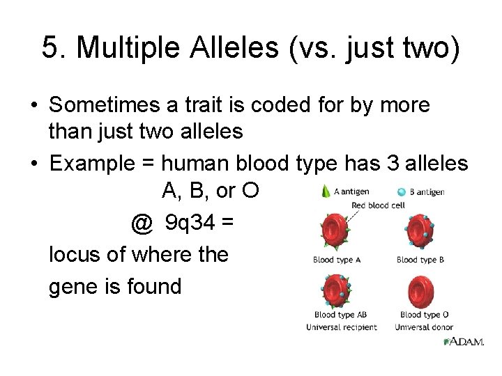 5. Multiple Alleles (vs. just two) • Sometimes a trait is coded for by