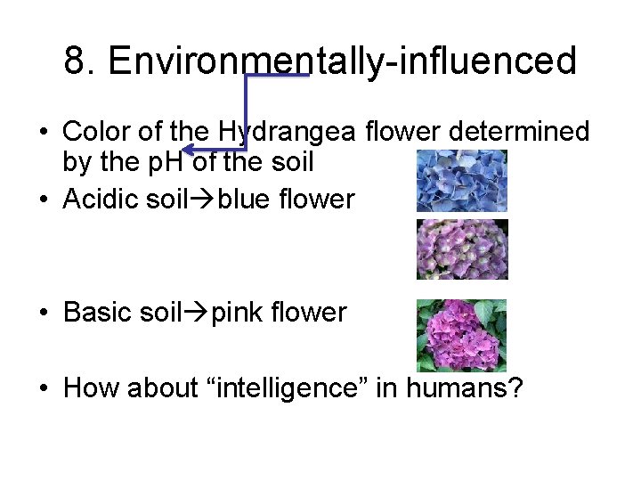 8. Environmentally-influenced • Color of the Hydrangea flower determined by the p. H of