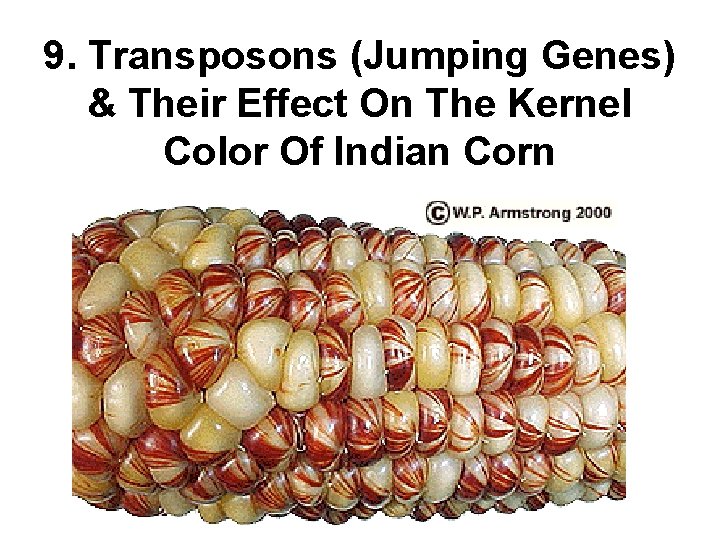 9. Transposons (Jumping Genes) & Their Effect On The Kernel Color Of Indian Corn