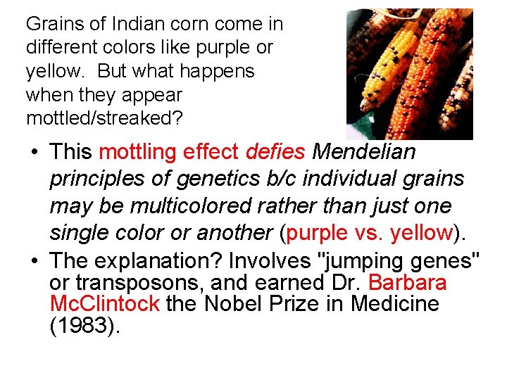 Grains of Indian corn come in different colors like purple or yellow. But what