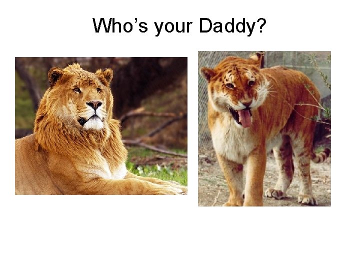 Who’s your Daddy? 