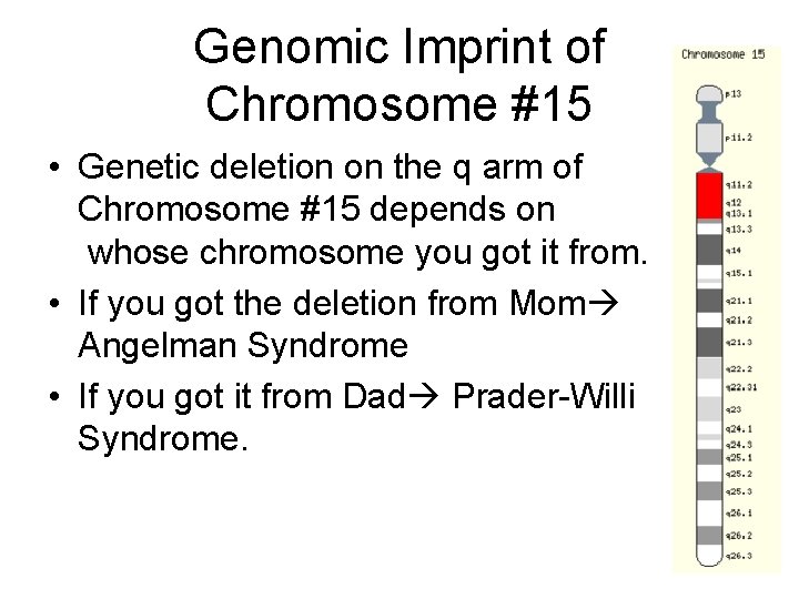 Genomic Imprint of Chromosome #15 • Genetic deletion on the q arm of Chromosome