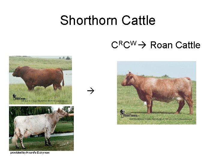 Shorthorn Cattle C RCW Roan Cattle 