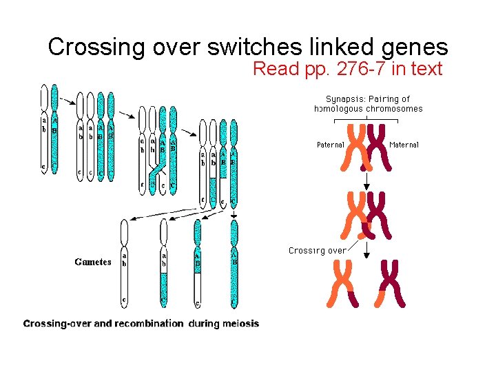 Crossing over switches linked genes Read pp. 276 -7 in text 