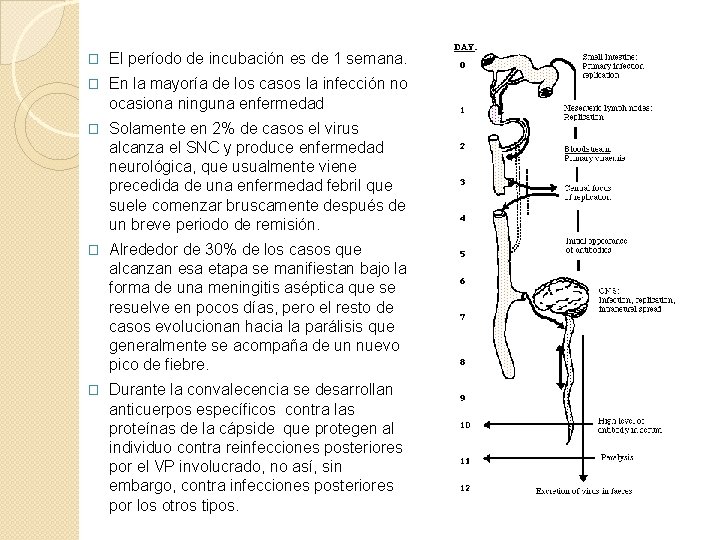 � El período de incubación es de 1 semana. � En la mayoría de