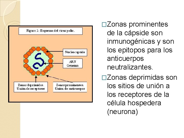 �Zonas prominentes de la cápside son inmunogénicas y son los epitopos para los anticuerpos