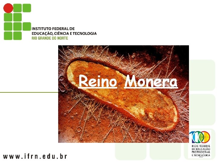 Reino Monera 