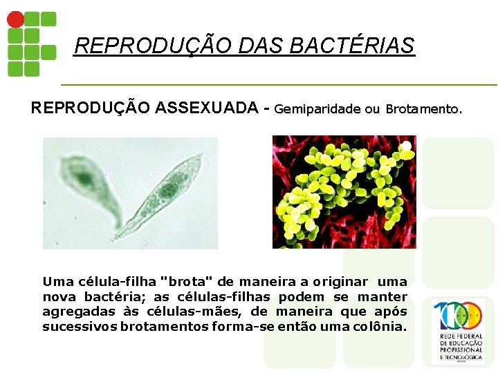 REPRODUÇÃO DAS BACTÉRIAS REPRODUÇÃO ASSEXUADA - Gemiparidade ou Brotamento. Uma célula-filha "brota" de maneira