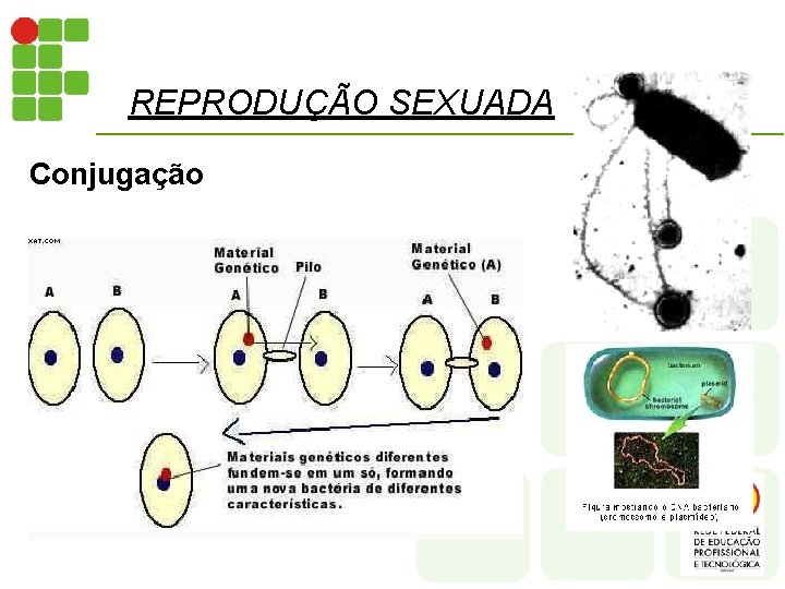 REPRODUÇÃO SEXUADA Conjugação 