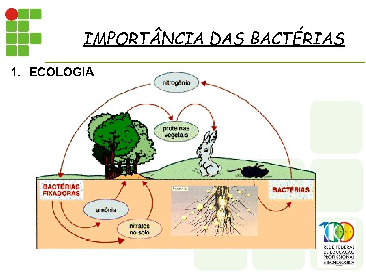 IMPORT NCIA DAS BACTÉRIAS 1. ECOLOGIA 