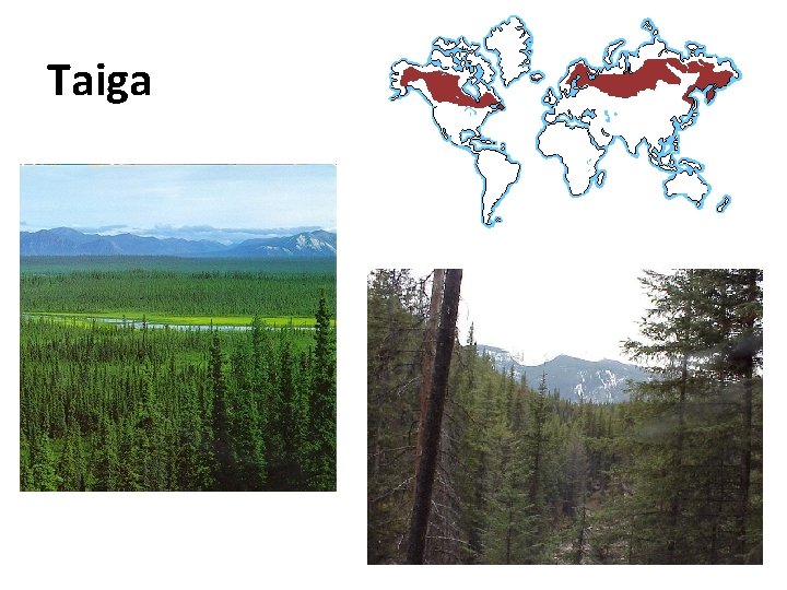 Taiga 