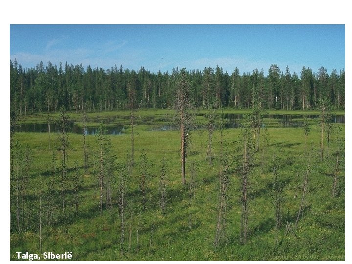 Taiga, Siberië 