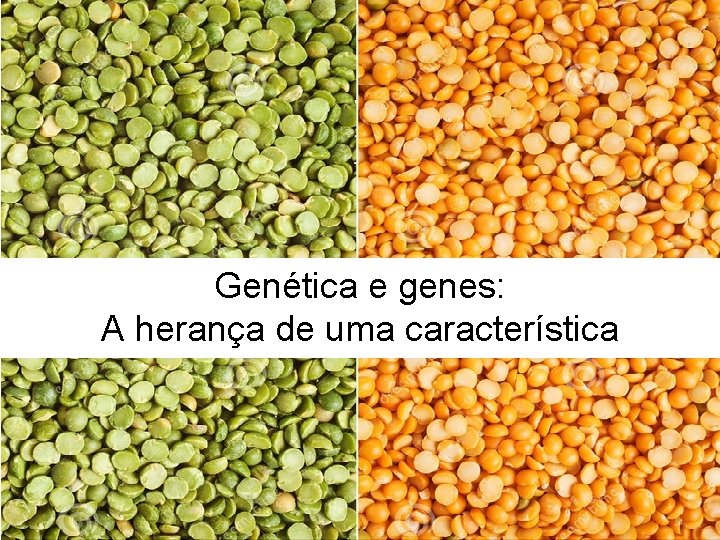 Genética e genes: A herança de uma característica 