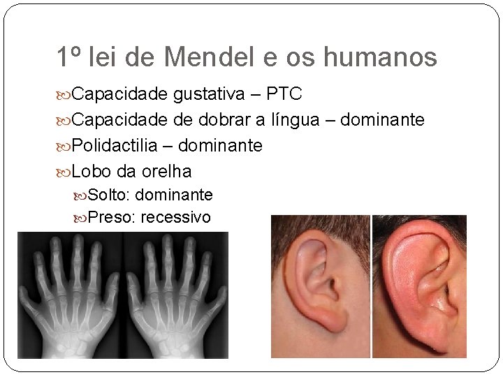 1º lei de Mendel e os humanos Capacidade gustativa – PTC Capacidade de dobrar