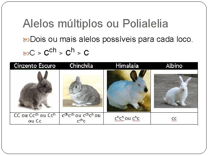 Alelos múltiplos ou Polialelia Dois ou mais alelos possíveis para cada loco. C >