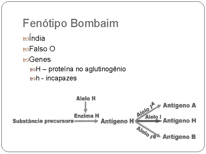 Fenótipo Bombaim Índia Falso O Genes H – proteína no aglutinogênio h - incapazes