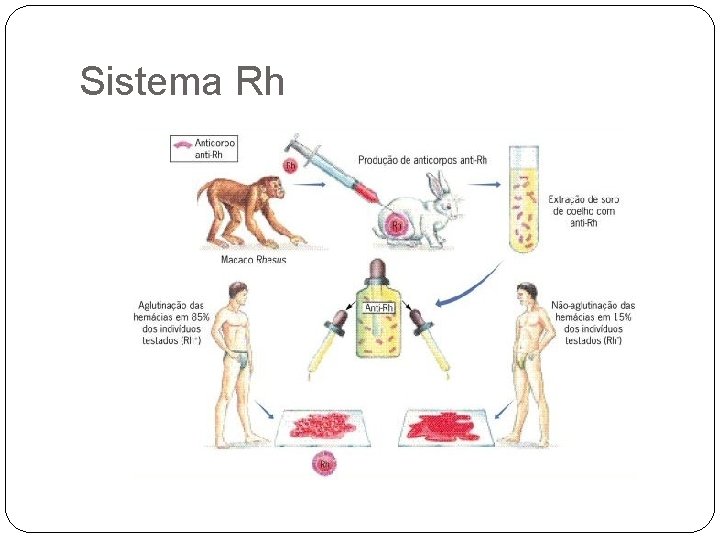 Sistema Rh 