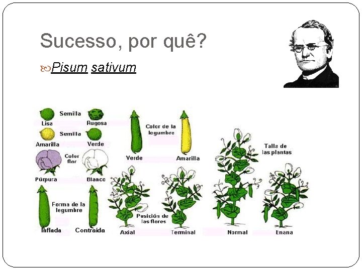 Sucesso, por quê? Pisum sativum 