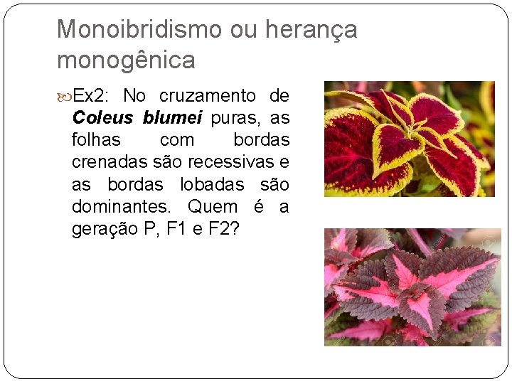 Monoibridismo ou herança monogênica Ex 2: No cruzamento de Coleus blumei puras, as folhas