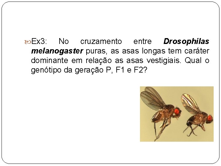  Ex 3: No cruzamento entre Drosophilas melanogaster puras, as asas longas tem caráter