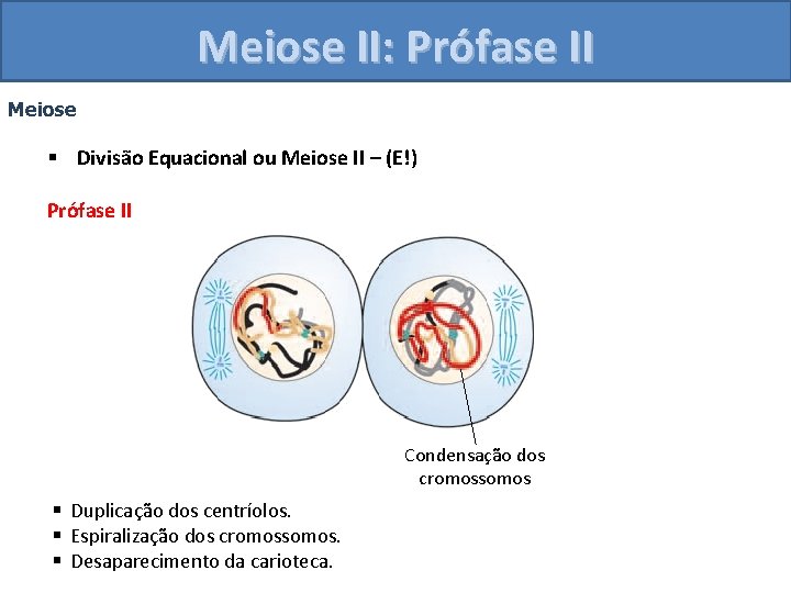 Meiose II: Prófase II Meiose § Divisão Equacional ou Meiose II – (E!) Prófase