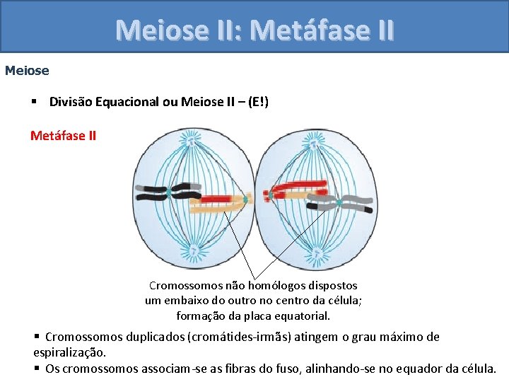 Meiose II: Metáfase II Meiose § Divisão Equacional ou Meiose II – (E!) Metáfase