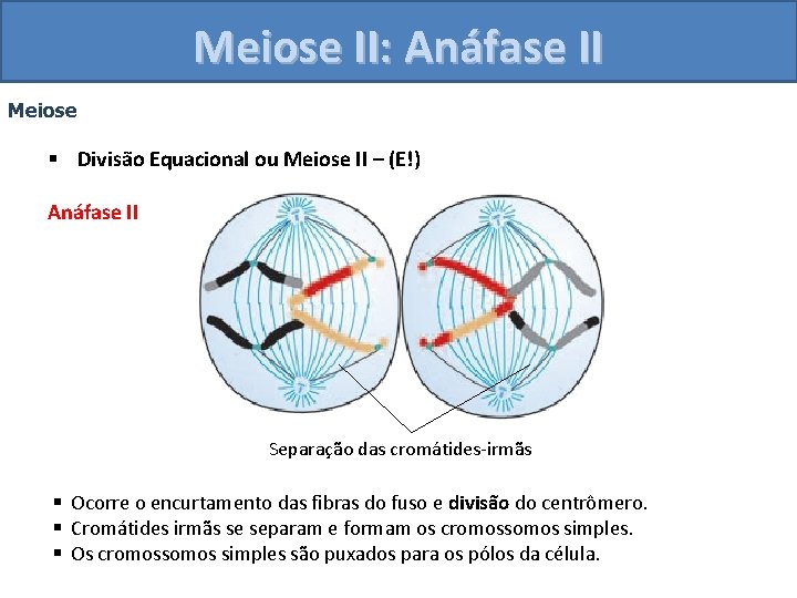 Meiose II: Anáfase II Meiose § Divisão Equacional ou Meiose II – (E!) Anáfase