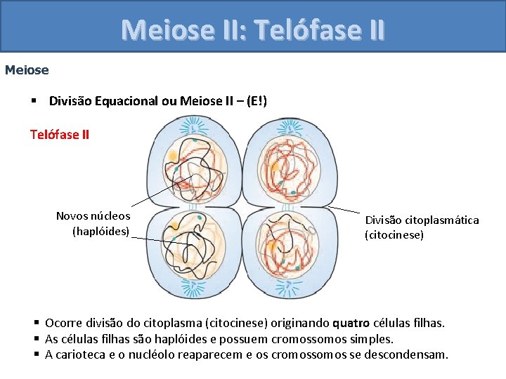 Meiose II: Telófase II Meiose § Divisão Equacional ou Meiose II – (E!) Telófase