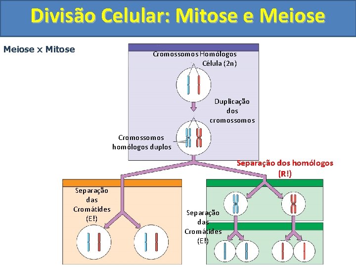 Divisão Celular: Mitose e Meiose x Mitose Cromossomos Homólogos Célula (2 n) Duplicação dos