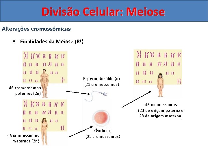 Divisão Celular: Meiose Alterações cromossômicas § Finalidades da Meiose (R!) 46 cromossomos paternos (2