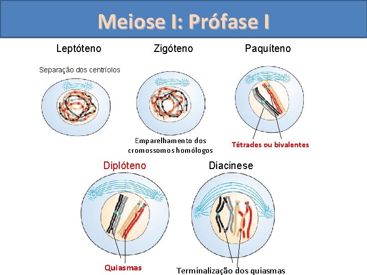 Meiose I: Prófase I Leptóteno Zigóteno Paquíteno Separação dos centríolos Emparelhamento dos cromossomos homólogos