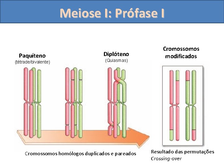 Meiose I: Prófase I Paquíteno (tétrade/bivalente) Diplóteno (Quiasmas) Cromossomos homólogos duplicados e pareados Cromossomos