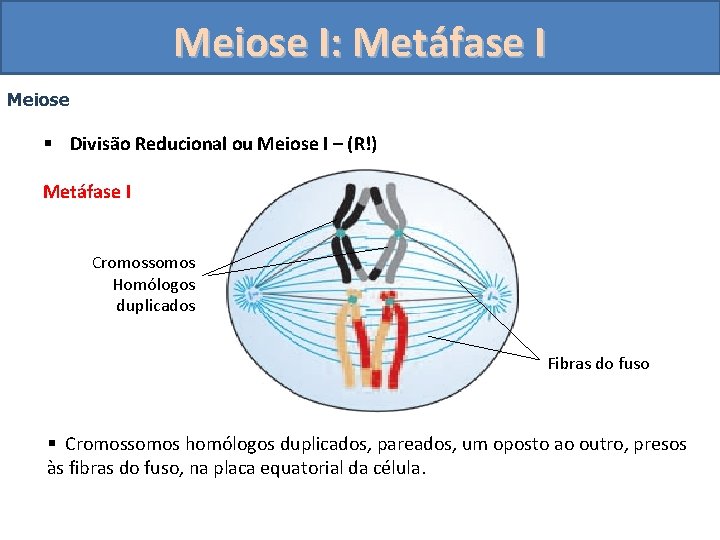 Meiose I: Metáfase I Meiose § Divisão Reducional ou Meiose I – (R!) Metáfase