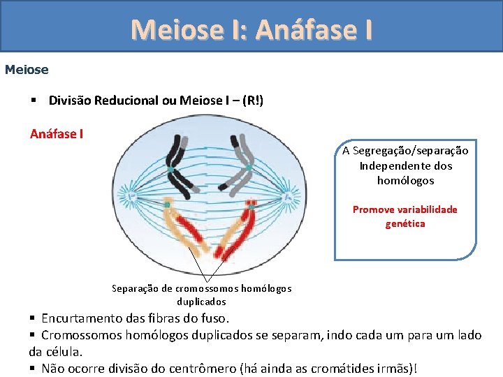 Meiose I: Anáfase I Meiose § Divisão Reducional ou Meiose I – (R!) Anáfase