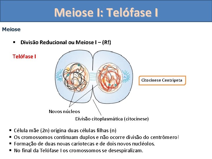 Meiose I: Telófase I Meiose § Divisão Reducional ou Meiose I – (R!) Telófase