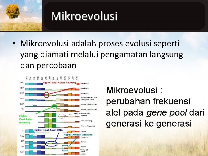 Mikroevolusi • Mikroevolusi adalah proses evolusi seperti yang diamati melalui pengamatan langsung dan percobaan