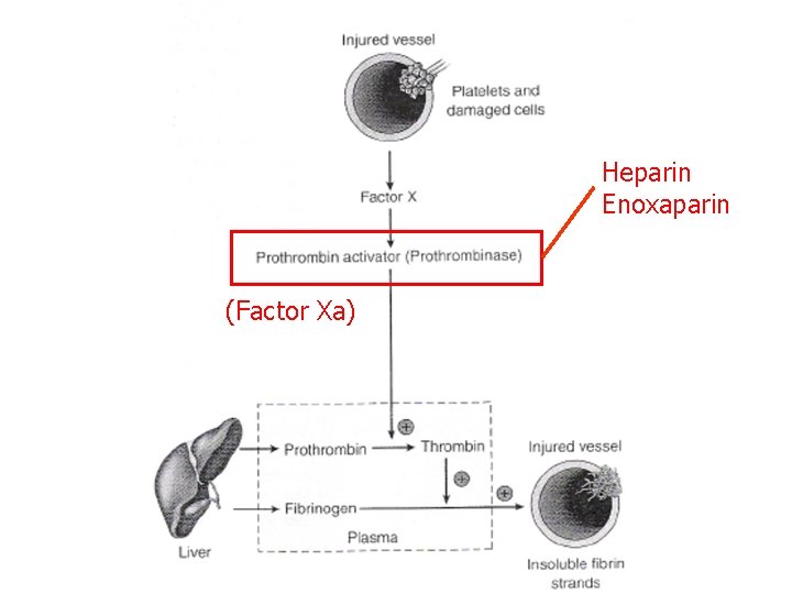 Heparin Enoxaparin (Factor Xa) 