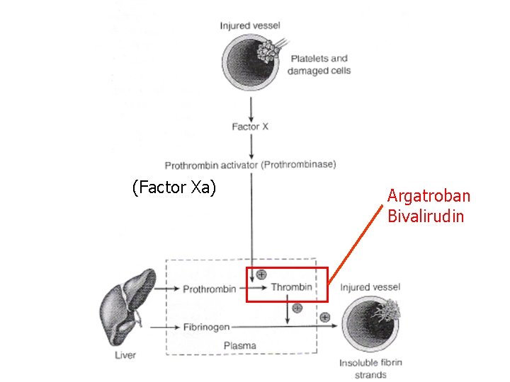 (Factor Xa) Argatroban Bivalirudin 