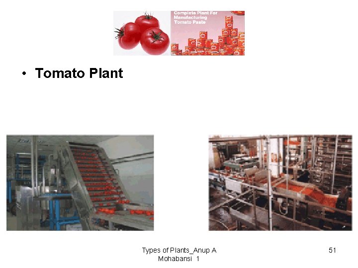  • Tomato Plant Types of Plants_Anup A Mohabansi 1 51 