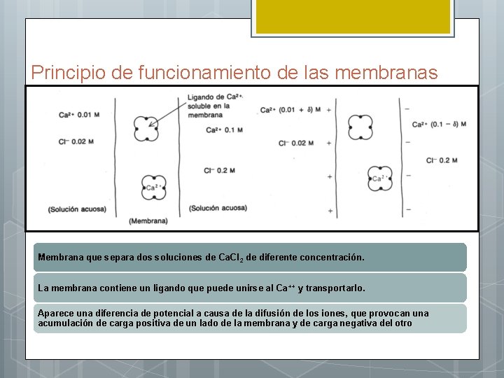 Principio de funcionamiento de las membranas Membrana que separa dos soluciones de Ca. Cl