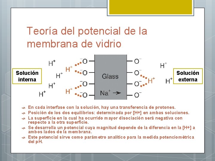 Teoría del potencial de la membrana de vidrio Solución interna Solución externa En cada